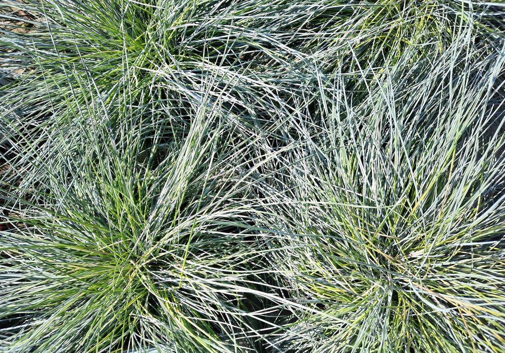 Gras Blauschwingel